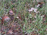 Mycena leptocephala image