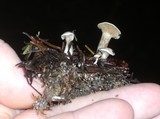 Clitocybe sclerotoidea image