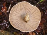 Clitocybe sclerotoidea image