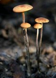 Rhizomarasmius pyrrhocephalus image