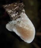 Auricularia nigricans image