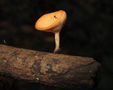 Cookeina colensoi image