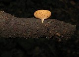 Cookeina colensoi image