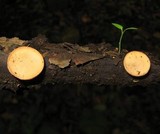Cookeina colensoi image