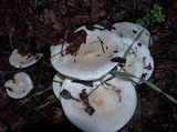 Melanoleuca verrucipes image