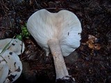 Melanoleuca verrucipes image