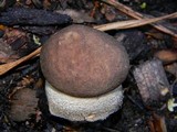 Leccinum scabrum f. scabrum image