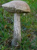 Leccinum scabrum f. scabrum image