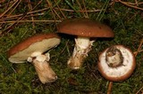Suillus luteus image