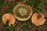 Lactarius deterrimus image