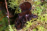 Pseudoplectania melaena image