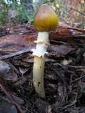 Amanita sect. Vaginatae image