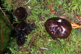 Pseudoplectania melaena image