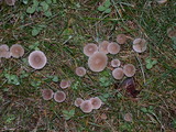 Mycena leptocephala image