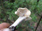 Hydnum zongolicense image