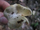 Hydnum zongolicense image