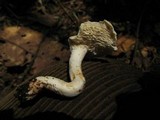 Hydnum zongolicense image