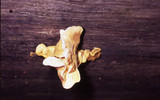 Tapinella panuoides image