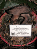 Sarcodon subincarnatus image