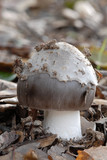 Amanita constricta image