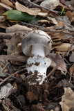 Amanita constricta image