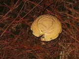 Amanita persicina image