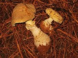 Amanita persicina image