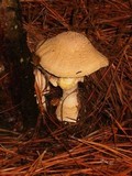Amanita persicina image
