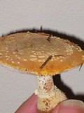 Amanita persicina image