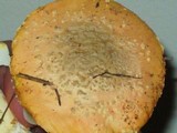 Amanita persicina image