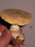Amanita persicina image