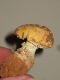 Amanita persicina image