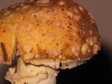Amanita persicina image