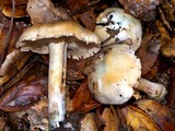 Inocybe corydalina image