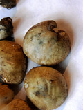 Inocybe corydalina image