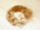 Inocybe corydalina image