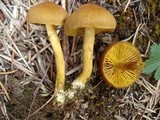 Cortinarius croceus image