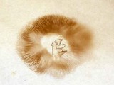 Inocybe corydalina image