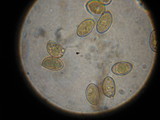 Inocybe corydalina image