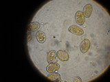 Inocybe corydalina image