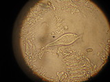 Inocybe corydalina image