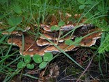 Abortiporus biennis image