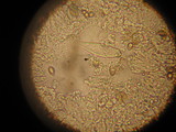 Inocybe corydalina image