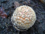 Amanita muscaria var. flavivolvata image