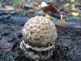 Amanita muscaria var. flavivolvata image