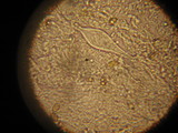 Inocybe corydalina image
