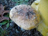 Amanita muscaria var. flavivolvata image