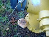 Amanita muscaria var. flavivolvata image