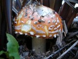 Amanita muscaria var. flavivolvata image