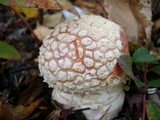 Amanita muscaria var. flavivolvata image